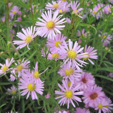Kanerva-asteri Pink Star