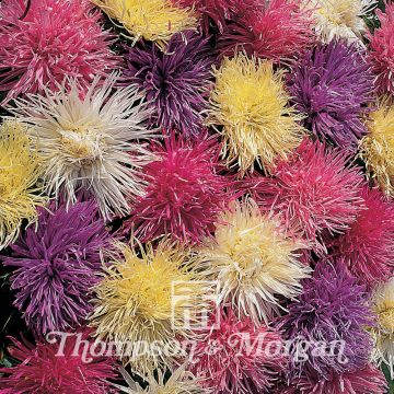 Kiinanasteri Spider Chrysanthemum (siemenet)