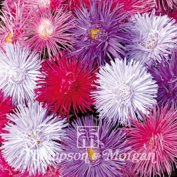 Kiinanasteri Starlight Mixed (siemenet)