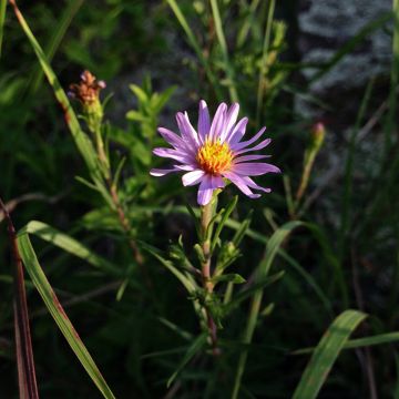 Syysasteri - Aster linariifolius