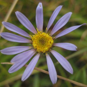 Syysasteri - Aster alpigenus var. andersonii