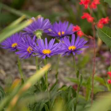 Vuoriasteri Blue Beauty