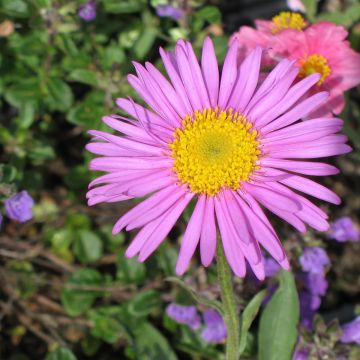 Vuoriasteri Pinkie