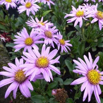 Elokuunasteri Rosa Erfüllung