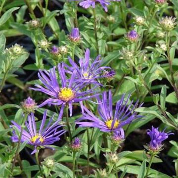 Elokuunasteri Veilchenkönigin - Violet Queen