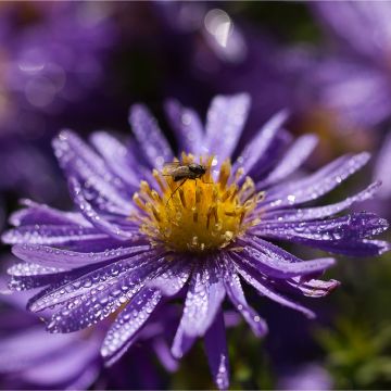 Syysasteri - Aster azureus