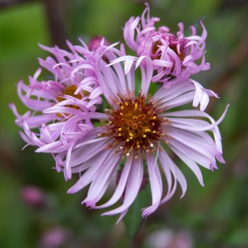 Syysasteri - Aster carolinianus