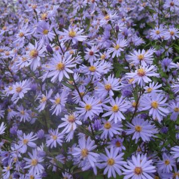Hertta-asteri Blue Heaven