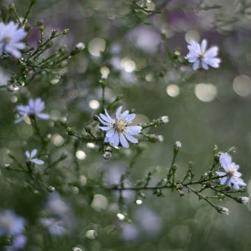 Hertta-asteri Blutenregen
