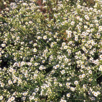 Syysasteri - Aster datschii