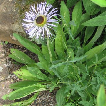 Syysasteri - Aster diplostephioides