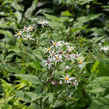 Syysasteri - Aster divaricatus