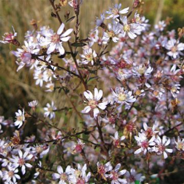Kanerva-asteri Blue Star