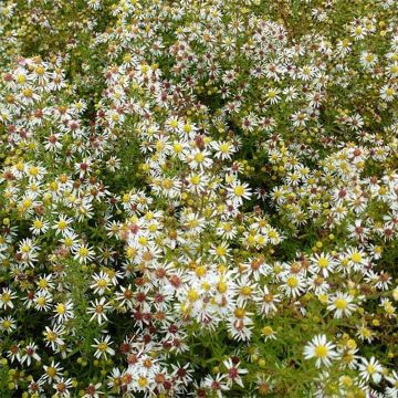 Kanerva-asteri Golden Spray