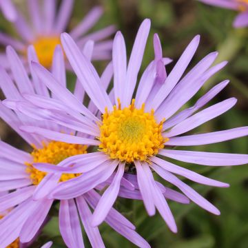 Syysasteri - Aster farreri