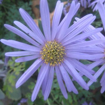 Nappiasteri Flora s Delight