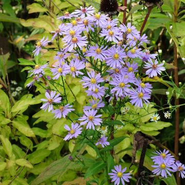 Siloasteri - Aster laevis