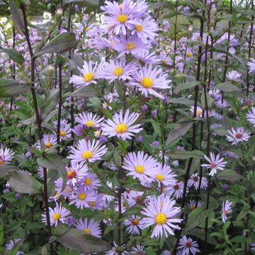 Siloasteri Calliope