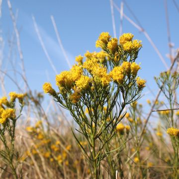 Kultakutriasteri - Aster linosyris