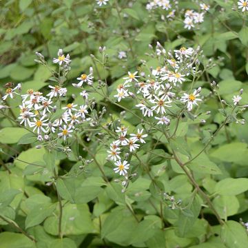 Syysasteri - Aster macrophyllus