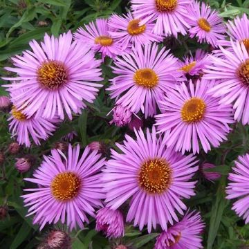 Tuoksuasteri Barrs Pink