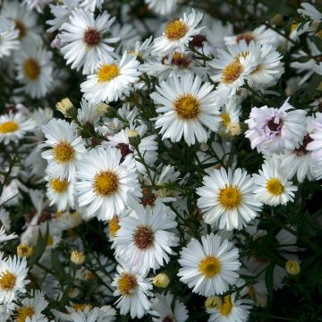 Syysasteri White Lady