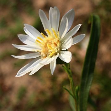 Syysasteri - Aster ptarmicoïdes