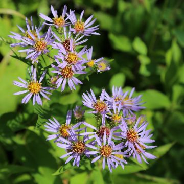 Syysasteri - Aster puniceus
