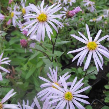Pyreneenasteri Lutetia