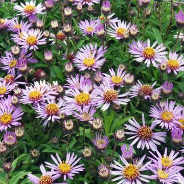 Syysasteri - Aster sibiricus