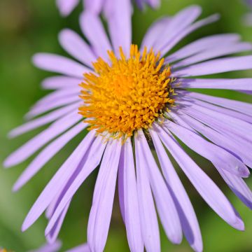 Syysasteri - Aster stracheyi