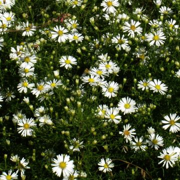 Syysasteri - Aster tradescantii