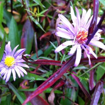 Syysasteri - Aster turbinellus