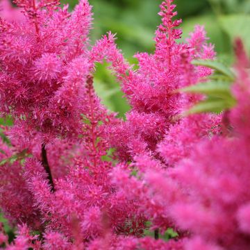 Kiinanjaloangervo Vision in Pink