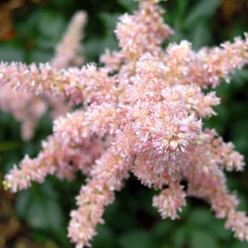 Tarhajaloangervo Bressingham Beauty