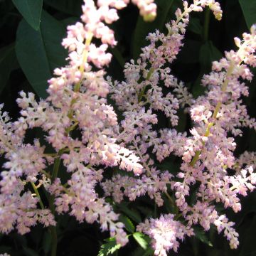 Tarhajaloangervo Rosa Perle