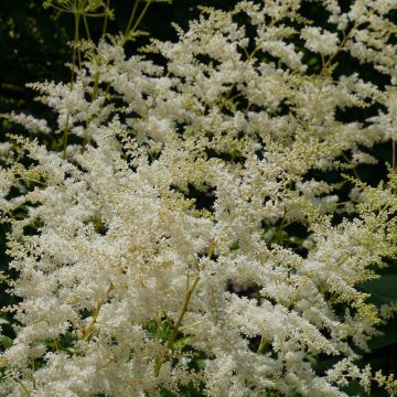 Jaloangervo - Astilbe biternata