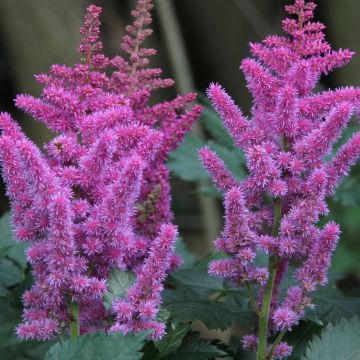 Kiinanjaloangervo - Astilbe chinensis