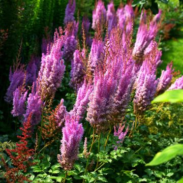 Kiinanjaloangervo var. taquetii Superba