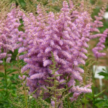 Kiinanjaloangervo var. davidii