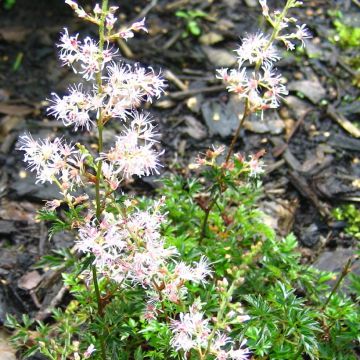 Jaloangervo ssp. saxosa