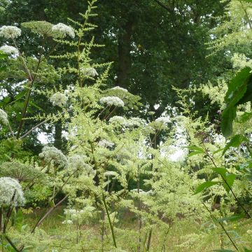 Jaloangervo - Astilbe rivularis