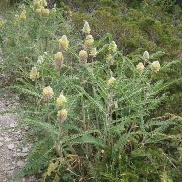 Kurjenhernee - Astragalus centralpinus