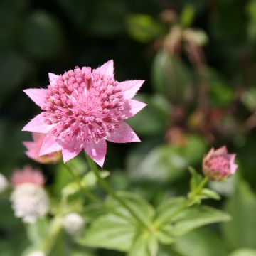 Kaukasiantähtiputki - Astrantia maxima