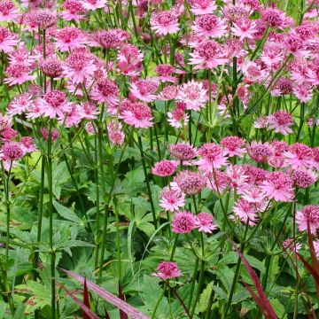 Isotähtiputki Rosensinfonie