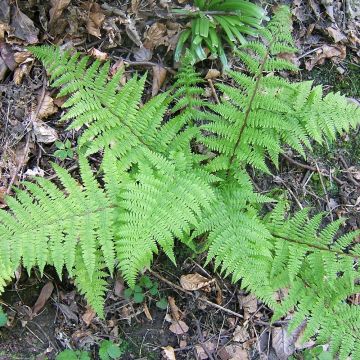 Hiirenporras - Athyrium filix-femina