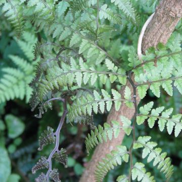 Hiirenportaa - Athyrium otophorum var. okanum