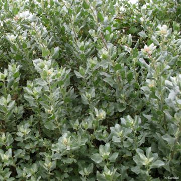 Risumaltsa - Atriplex halimus
