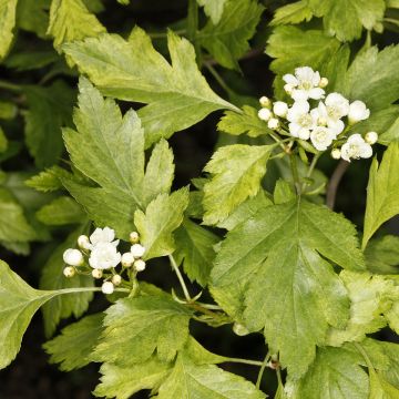 Idänorapihlaja Variegata