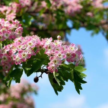 Hybridiorapihlaja Princesse Sturdza